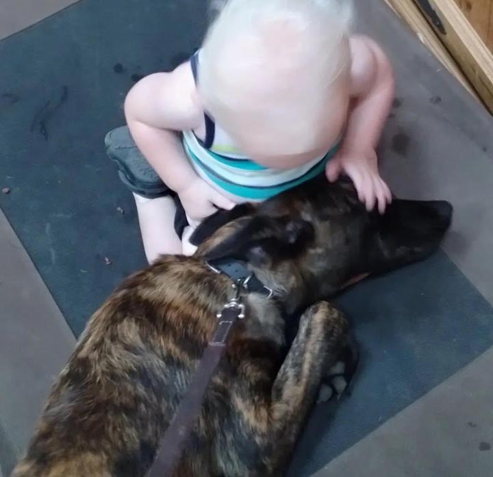 A brindle Dutch Shepherd lying calmly while a toddler pets its head
