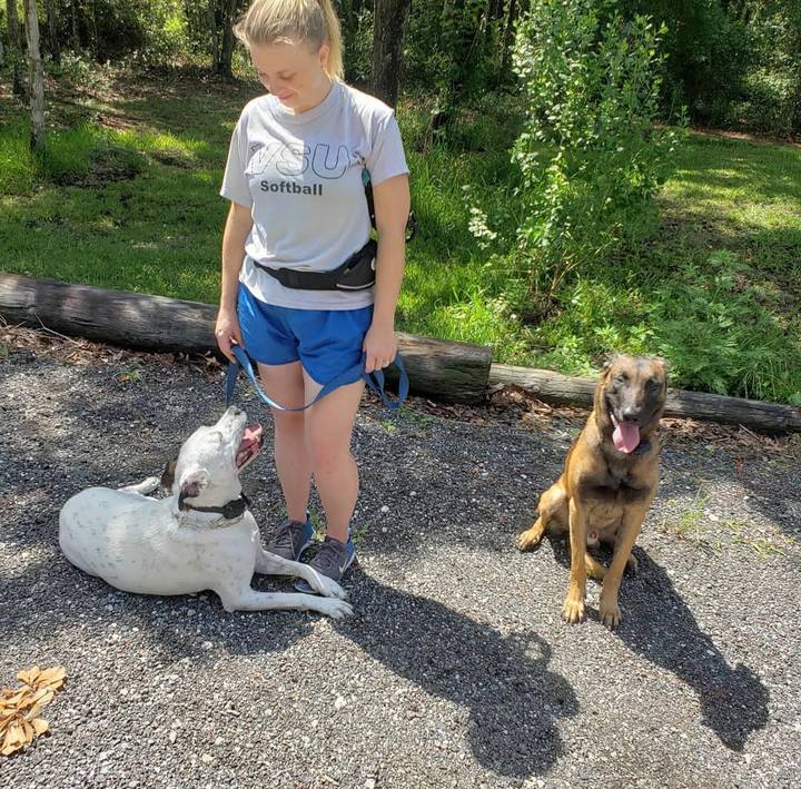 An owner practicing a down stay with her dog beside a sitting Belgian Malinois